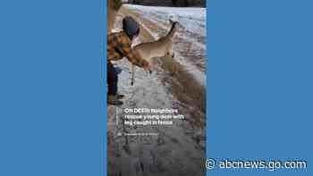 WATCH:  Neighbors rescue deer with leg caught in barbed wire fence