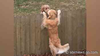 WATCH:  These 2 dogs have the cutest meetup spot