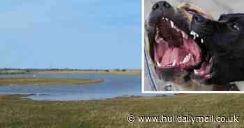 Anger at irresponsible dog owners after pregnant sheep chased at East Yorkshire beauty spot