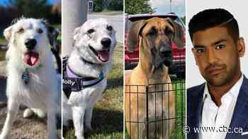 How accurate are dog DNA tests? We unleash the truth