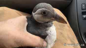 Little Atlantic puffin rescued on busy N.B. roadway