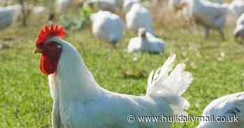 Complaints as cockerels crow 'every 15 seconds'