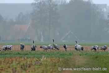 Mit lautem Trompeten: Kraniche rasten in Halle-Künsebeck