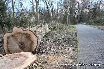 Padersteinweg: Stadt Paderborn wegen Baumfällungen in der Kritik