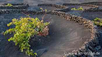 Kraterbeete: So schütze Sie Ihre Pflanzen vor Hitze und Trockenheit