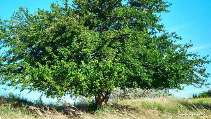 Texas allergens you may be forgetting about