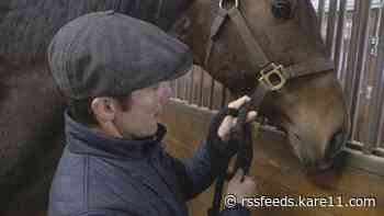 Retired Canterbury thoroughbreds provide mental health support for racing industry and beyond