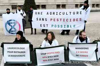 Des scientifiques organisent un cortège funèbre pour les insectes à Paris