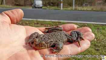 Im Kreis Wolfenbüttel beginnt die Amphibienwanderung