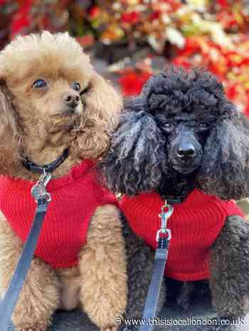 The Fancy Schmancy Lifeguard book about poodles on Hampstead Heath