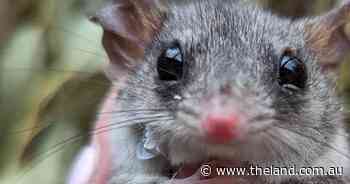 Tiny endangered mammal set for release into national park