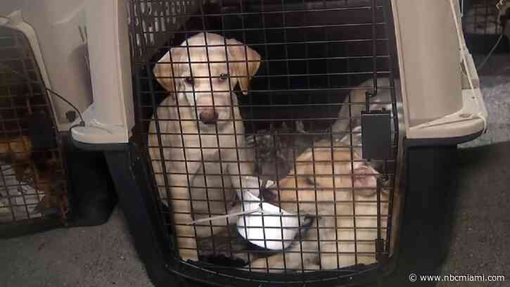 Miami-Dade Animal Shelter Temporarily Suspends Some Services Due to Life-Threatening Bacterial Outbreak