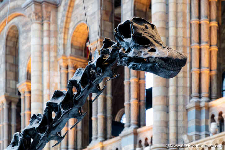 Dippy the Dinosaur: Understanding the Famed Diplodocus