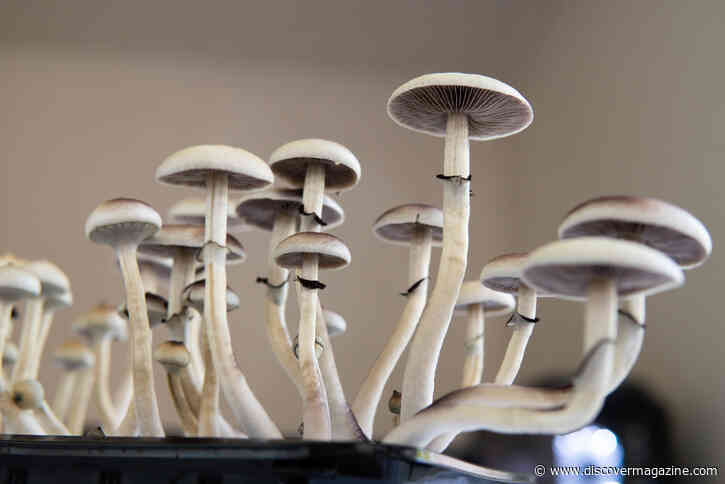 Psychedelic Effects on the Brain