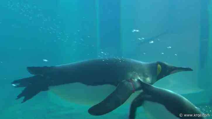 ABQ BioPark hosting second 'On the Rocks' event