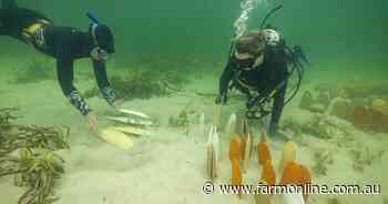Reefs to boost oyster growth along coastline