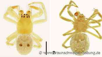 Australische Spinne nach Kultband Abba benannt