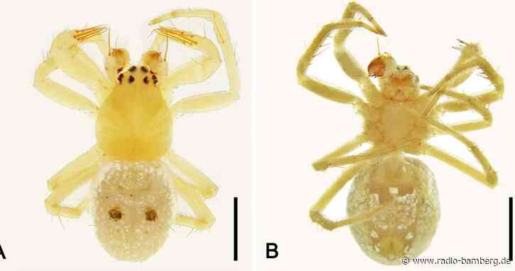 Australische Spinne nach Kultband Abba benannt