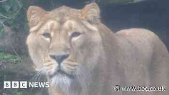 Bristol Zoo lions move to Big Cat Sanctuary in Kent