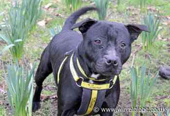 Could our dog of the week Ursula be the one for ‘U’?