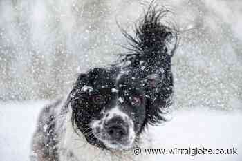 Warning to dog owners as UK temperatures set to plummet