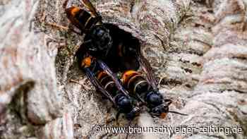 Asiatische Hornisse breitet sich aus