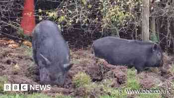 Pigs on the loose in Rotherham graveyard cost council up to £2,500
