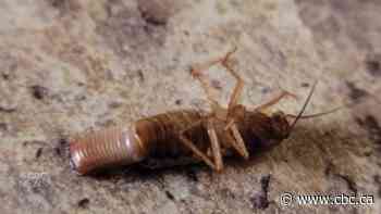 Cockroach sightings crawling up in Edmonton