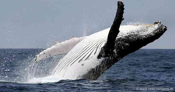 Einigung auf Hochseeschutz