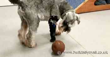 Freddie is enjoying walkies again thanks to his prosthetic paw