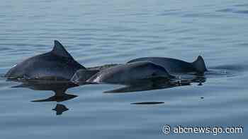 Nations reach accord to protect marine life on high seas