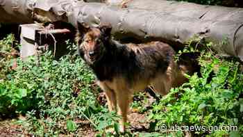 Can the dogs of Chernobyl teach us new tricks on survival?