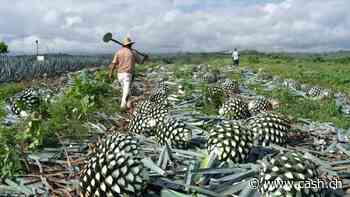 Europäischer Durst nach Tequila verschärft Agave-Krise