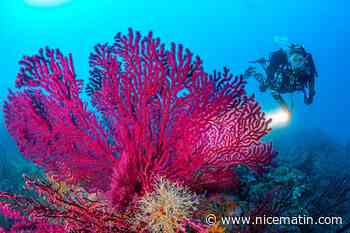 Protection de la haute mer: 4 questions pour tout comprendre à l'accord international signé par l'ONU