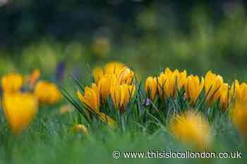 Has Spring Sprung? - Jasmine, Esher Sixth Form College