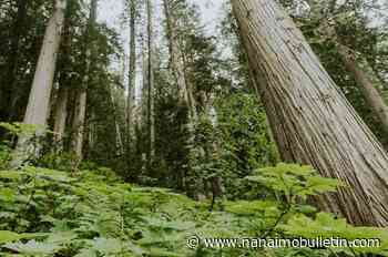 B.C. logging firm wants to avoid cutting old growth, but province said it must pay