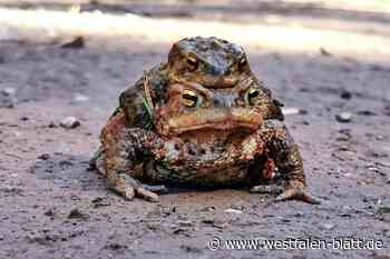 Straßen im Kreis Höxter gesperrt: Kröten wandern zu Laichgewässern