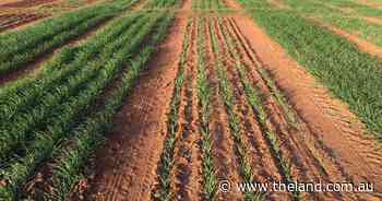 Bob Freebairn busts fertiliser myths