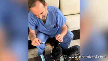 Want to Keep Your Pet's Teeth Healthy? Here Are Some Tips to Begin Dental Hygiene at Home