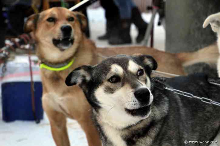 33 Iditarod sled dog race mushers to trek across Alaska