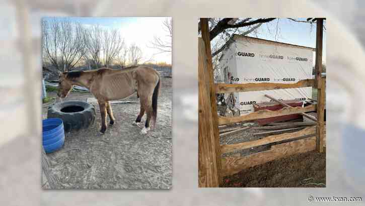 'Emaciated' horses rescued in Texas after found without food, eating their enclosure, authorities say