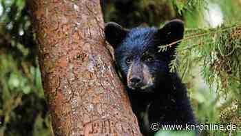Verwechslung mit Hund: Familie hält zwei Jahre einen Schwarzbären als Haustier