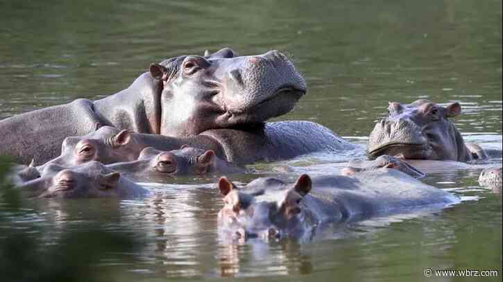 Colombia proposes shipping invasive hippos to India, Mexico