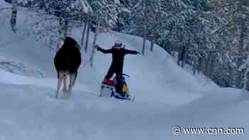 Video captures moose charging man on snowmobile