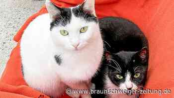 Kniffel und Rippchen – Salzgitters unzertrennliches Duo