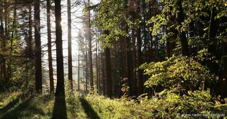 50 000 Bäume für Oberfranken