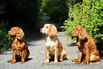 Charity received average of 128 dog rehoming requests a month in 2023
