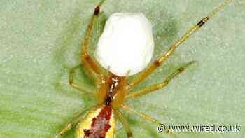 Yes, These Spider Species Are Named After 'The Big Lebowski'