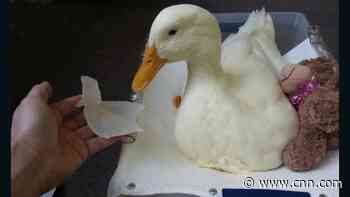Buttercup the duck gets a 3-D printed foot