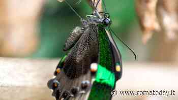 La Casa delle Farfalle